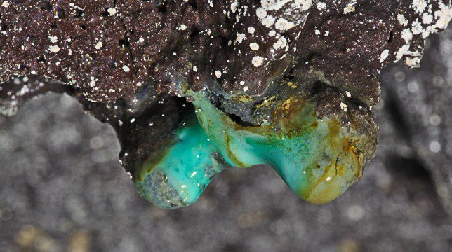 Mysterious life forms discovered in Hawaiian lava cave centuries ago