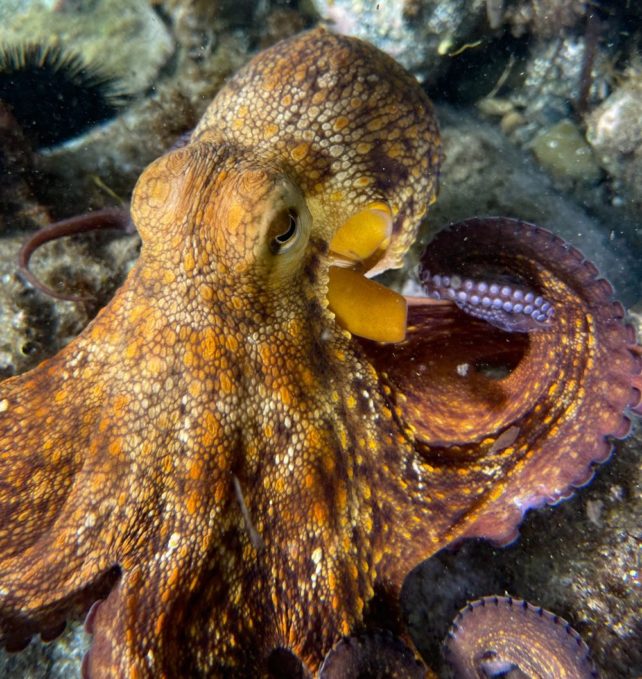 Octopus brains evolved to share surprising properties with ours: ScienceAlerts